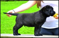10 weeks
